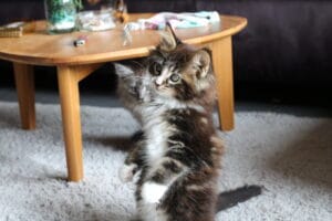 vidéo de chatons humoristique