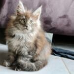 chaton maine coon