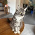 Vidéo des nos chatons et de maman maine coon qui leur amène à manger