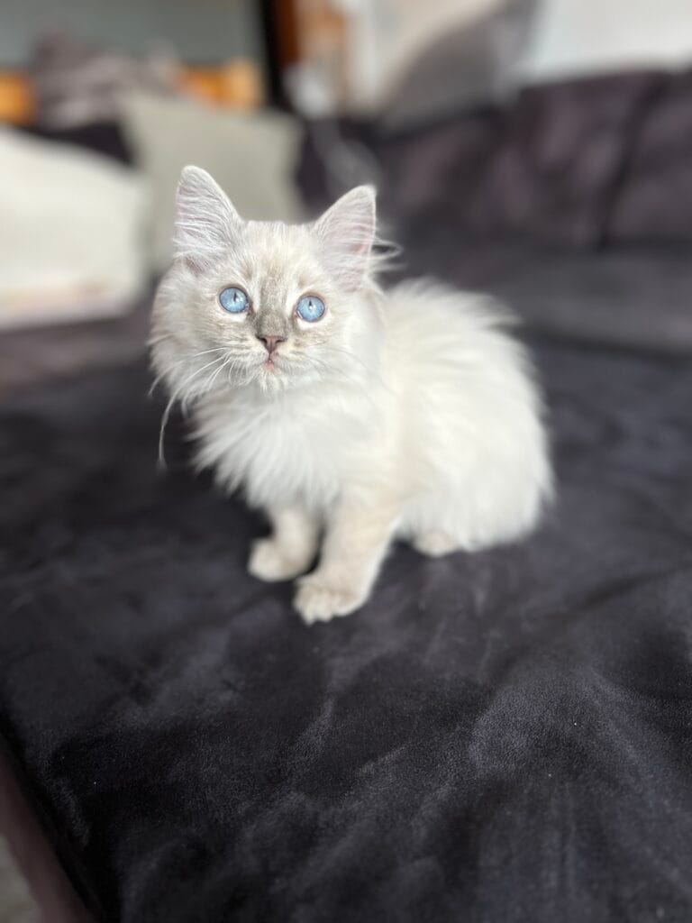 ragdoll à 3 mois