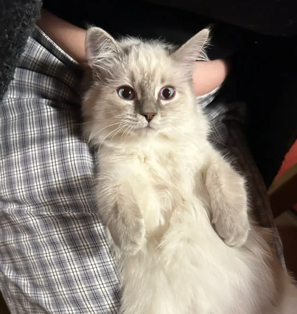 ragdoll mignonne dort sur mes genoux