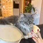 maine coon wiki