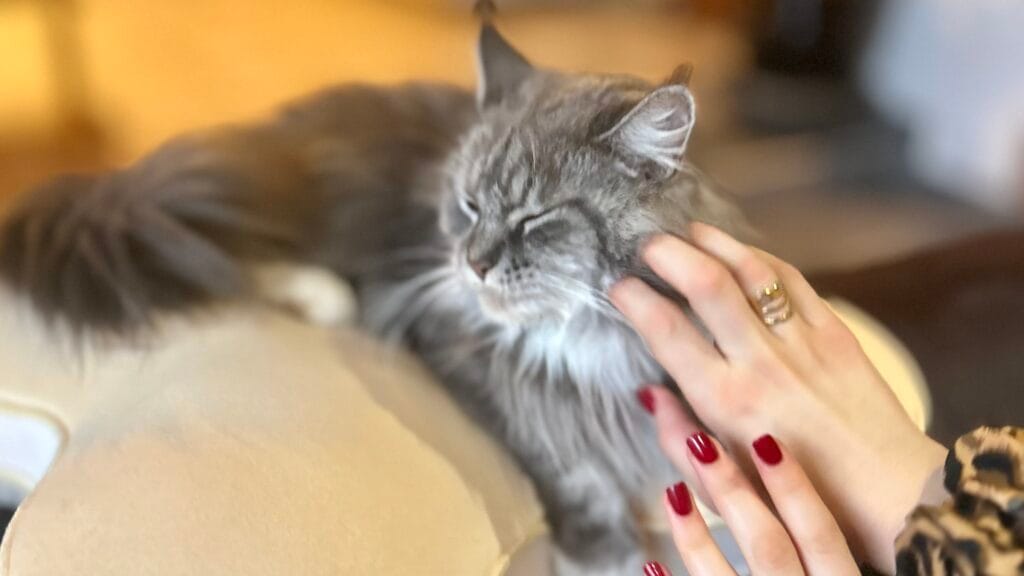 Maine coon femelle