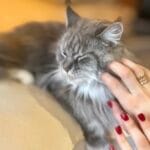 Maine coon femelle