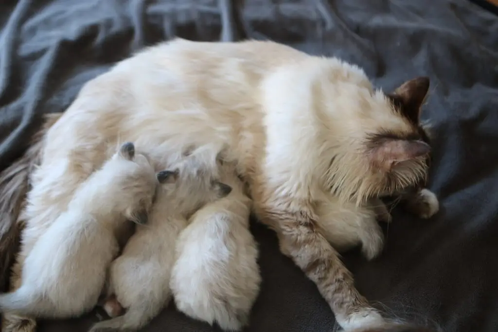 Cannelle avec ses chatons qui tétent
