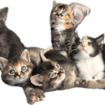 Portée de chatons