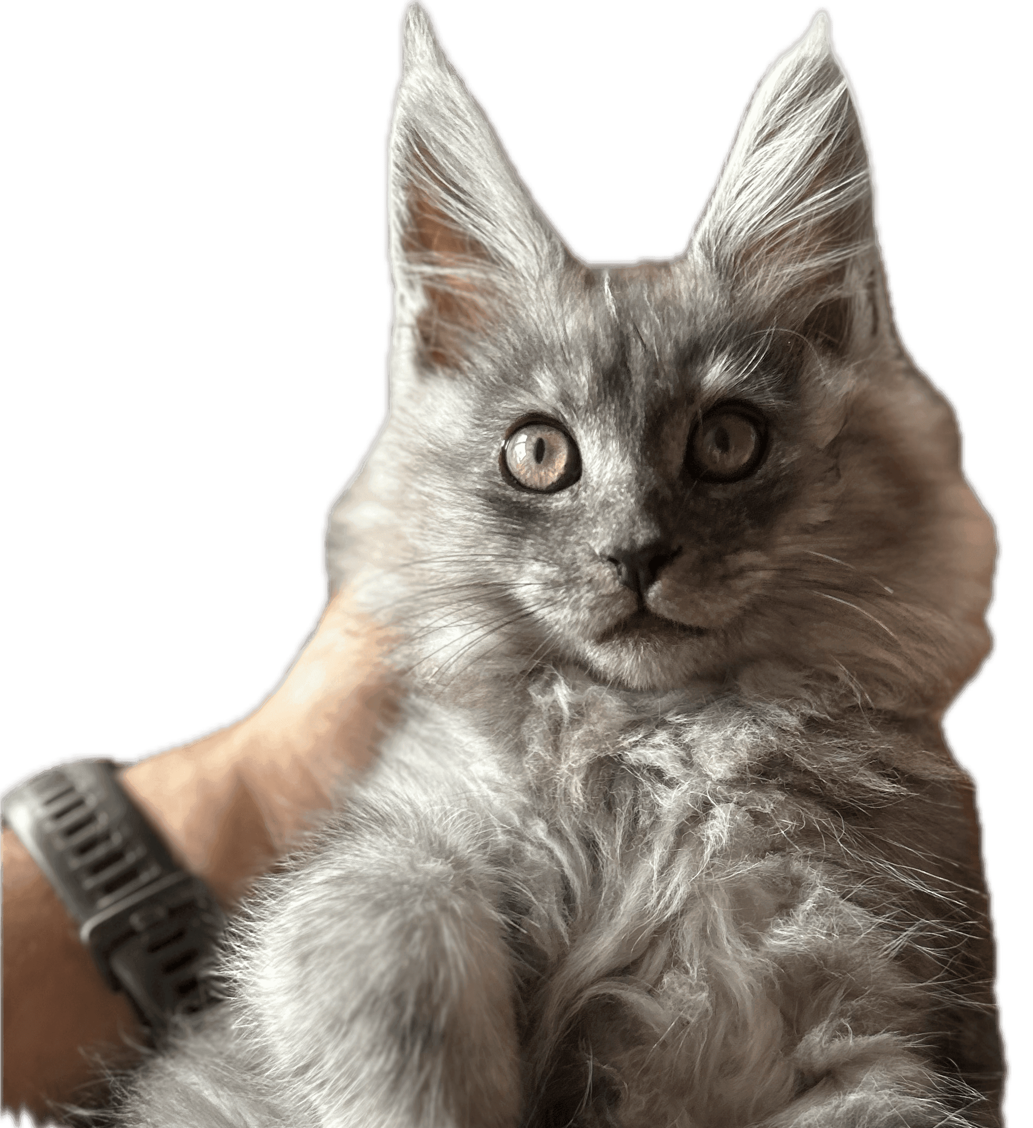 Superbe chaton maine coon de notre chatte wiki