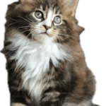 Maine coon chaton