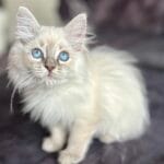 Tu as de beaux yeux tu sais?