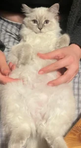 chatte ragdoll