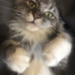 Wiki la maman Maine coon
