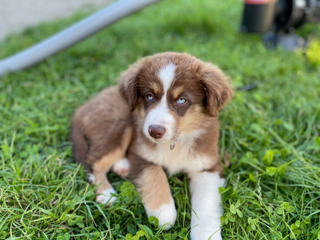 Nevada notre chienne mini berger australien