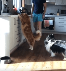 Chat plus grand que le chien