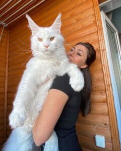 Kefir, un chat devenu célèbre en raison de sa taille impressionnante. Il a maintenant 1 an et 9 mois et pèse environ 12 kg / 26,5 livres.