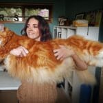 Record: Chat le plus grand