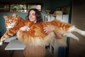 Omar le pls grand chat du monde est un maine coon