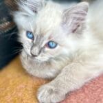 Vidéo de chaton ragdoll