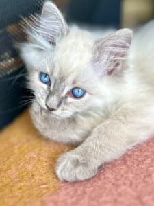 Vidéo de chaton ragdoll