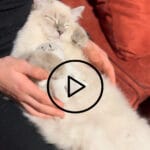 Vidéo ragdoll: Magnifique petite chatte