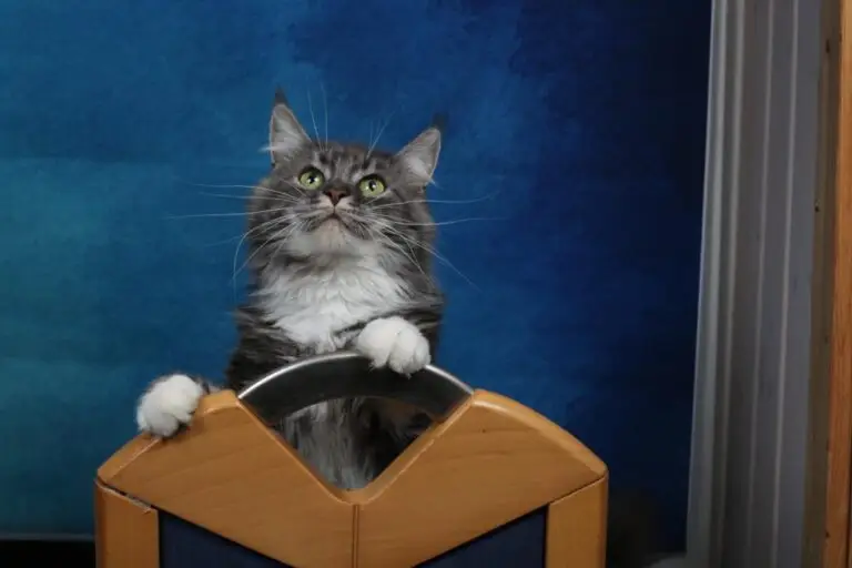 chatte maine coon grise tabbby