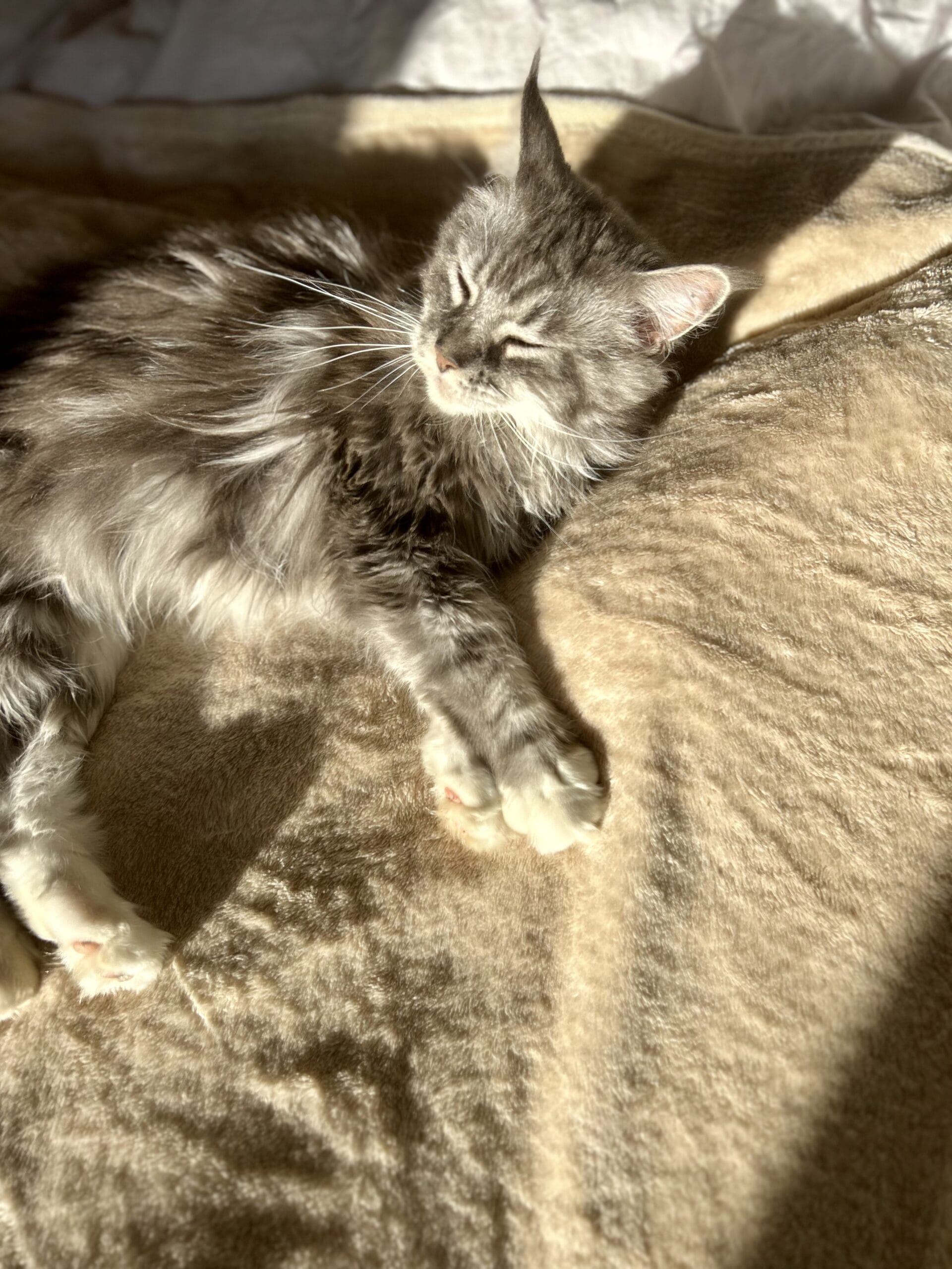 Vidéo Maine coon - chatte au soleil levant sur mon lit