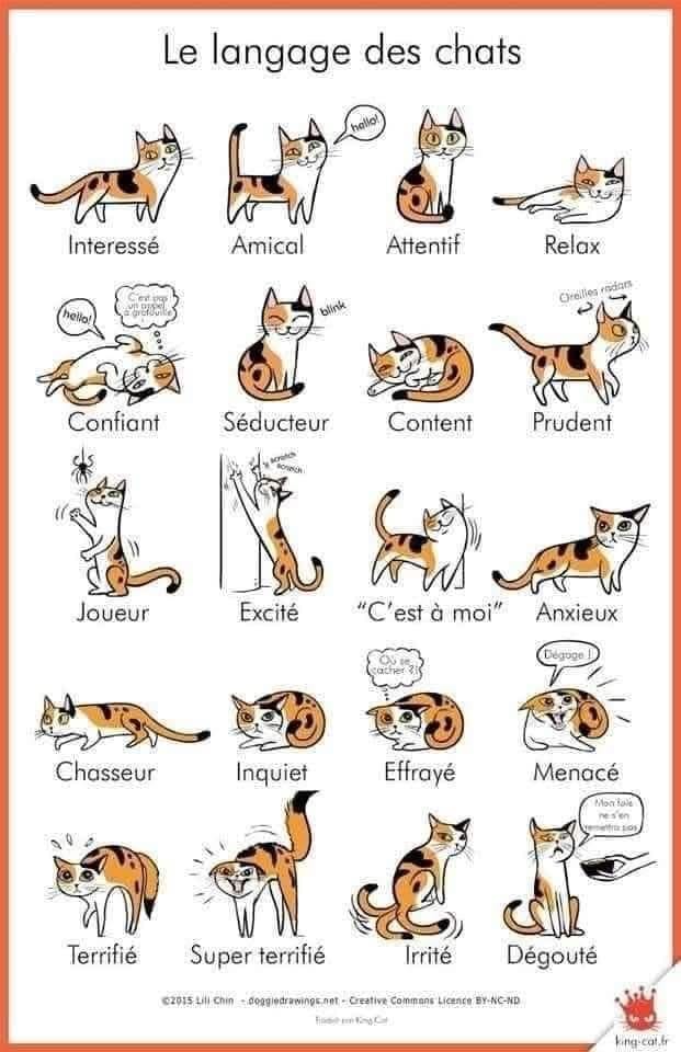 Langage du chat Posture du chat et emotions