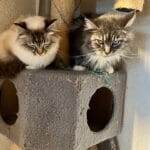 deux chattes copines