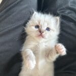 regard trop chou