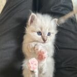 chaton sacré de Birmanie trop chou