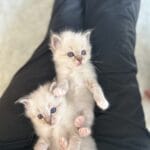 chatons Sacré de Birmanie sur nos genoux