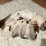 Cannelle qui donne son lait à ses chatons