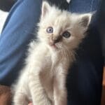 chaton trop mimi