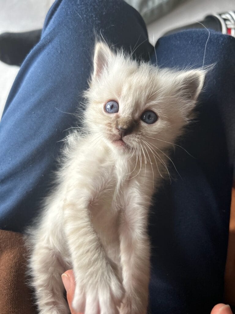 chaton trop mimi