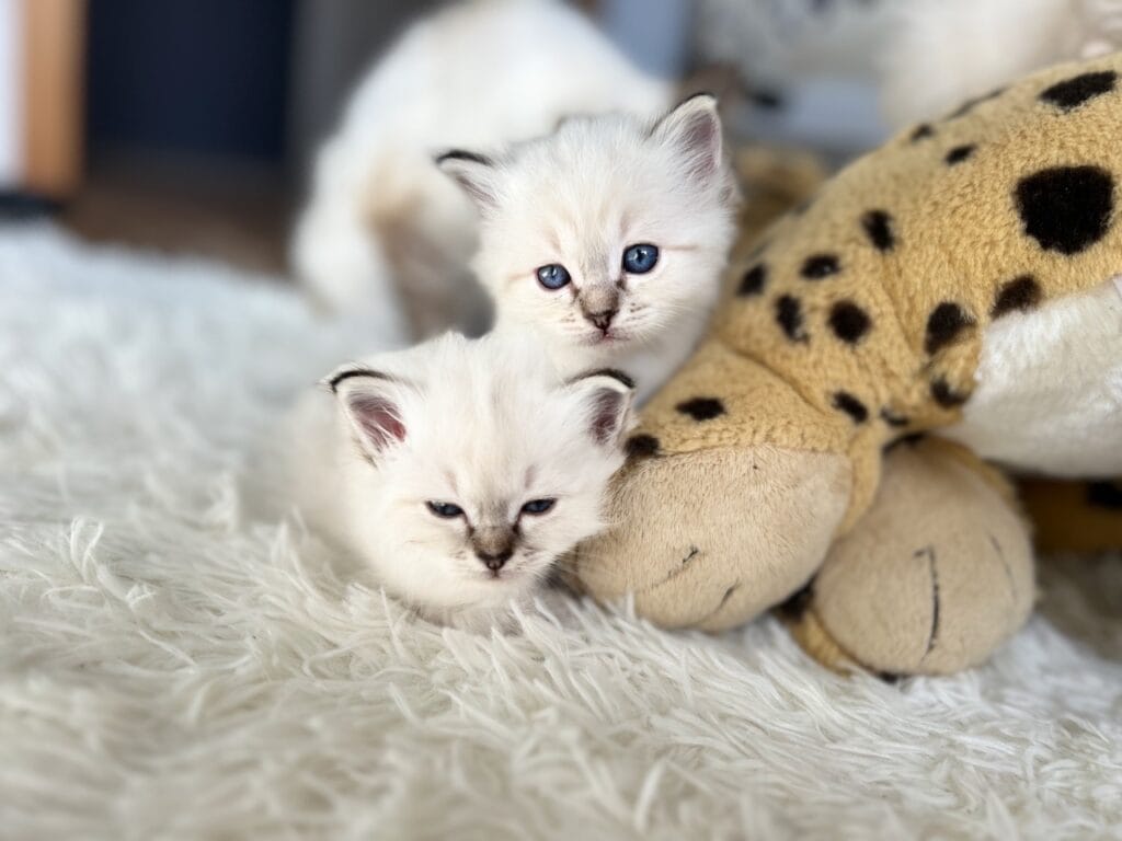chatons birmans trop chou