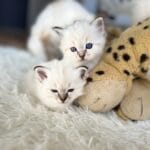 chatons birmans trop chou