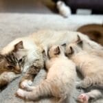 Chatons birmans qui téte leur maman