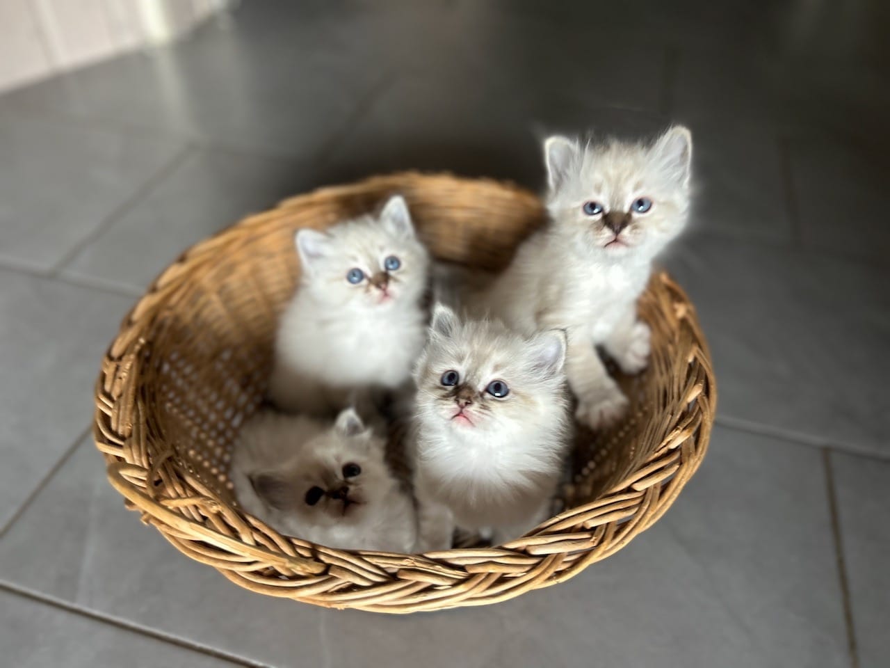 Chaton trop mignon dans un panier