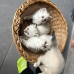 Chatons sacré de Birmanie