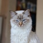 photo portait de note belle chatte sacrée de Birmanie