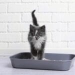 Chaton et propreté comment faire pour qu'il aime sa litière