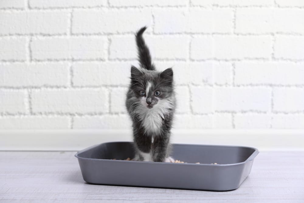 litière de chat é garder propre pour que votre chat l'utilise