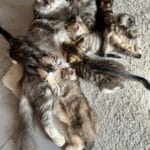 vidéo populaire YouTube chatons: Wiki notre chatte maine amène un souris pour nourrir sa portée