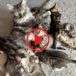 Video la plus populaire de YouTube avec notre maine coon qui amène une souris à sa portée