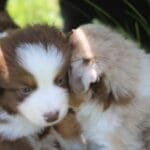 Vidéo : Ragdoll avec 7 chiots