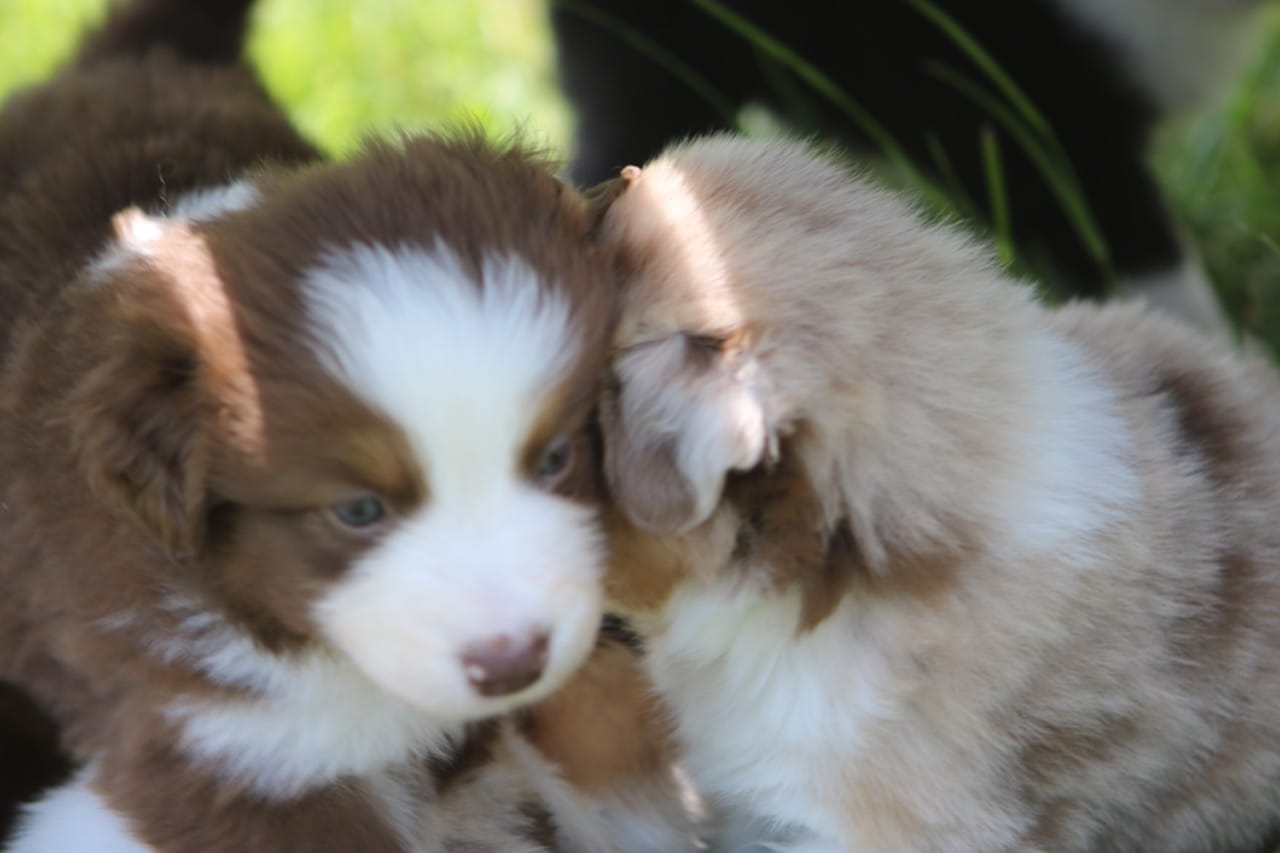 Vidéo : Ragdoll avec 7 chiots
