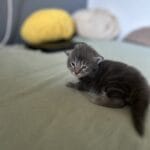 naissance de chaton Maine Coon à Neuchâtel (Suisse)
