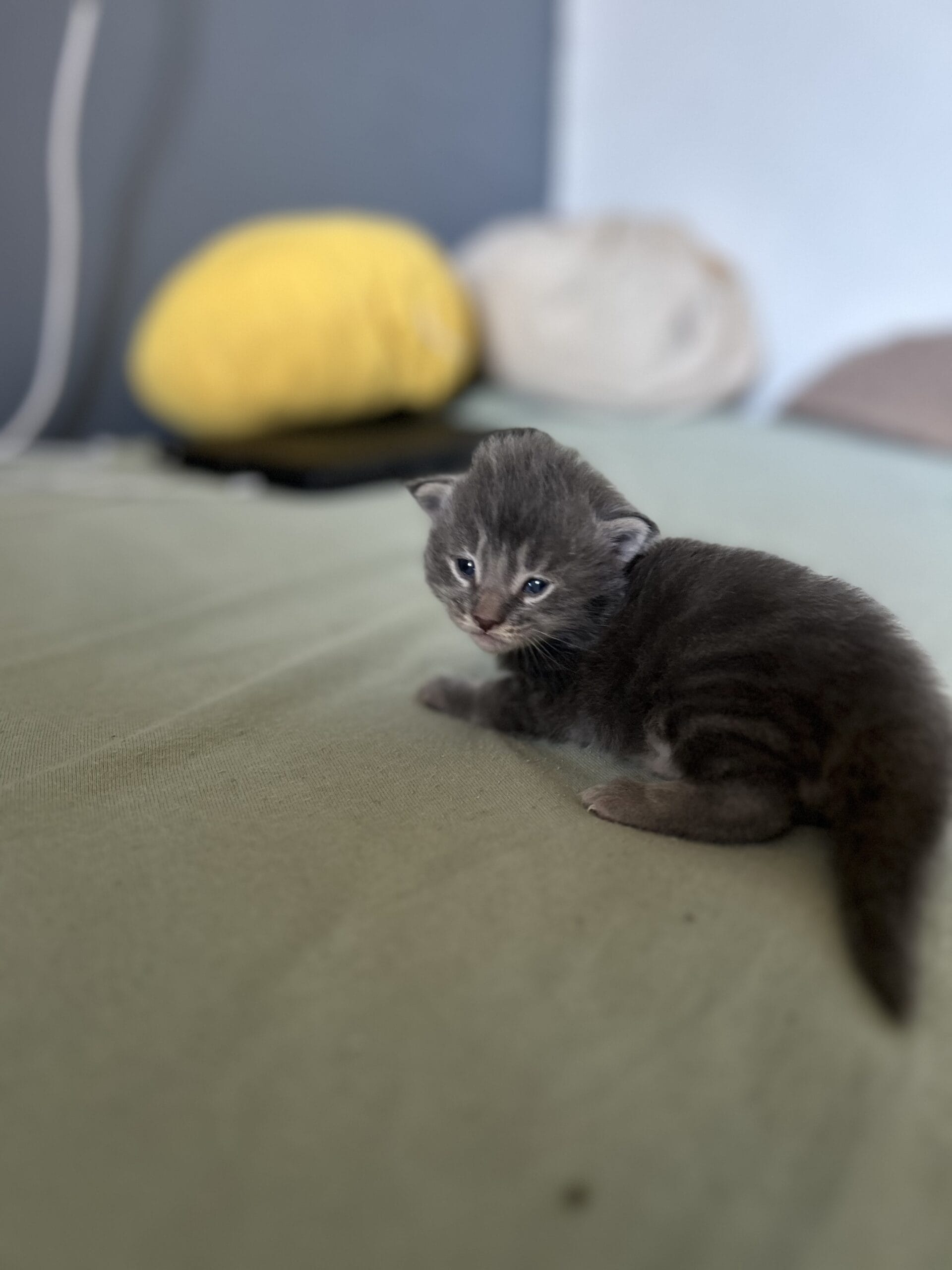 naissance de chaton Maine Coon à Neuchâtel (Suisse)