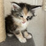 Vidéo: Chaton Maine coon de 1 mois qui miaule