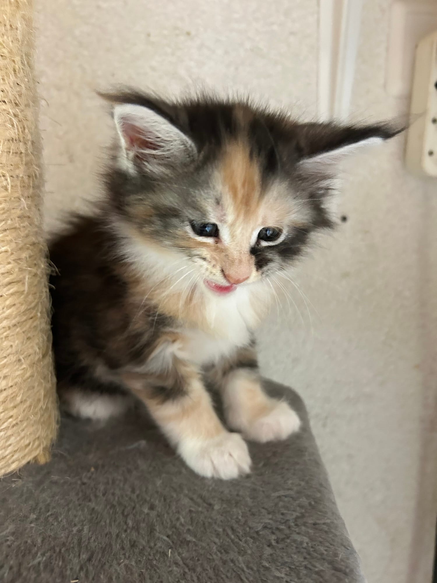 Vidéo: Chaton Maine coon de 1 mois qui miaule