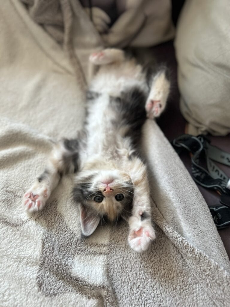 4 fers en l'air chaton maine coon 2025